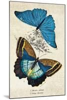 Kirby Butterflies II-Christine Zalewski-Mounted Art Print