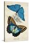 Kirby Butterflies II-Christine Zalewski-Stretched Canvas