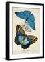 Kirby Butterflies II-Christine Zalewski-Framed Art Print