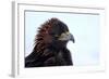 Kirghiz Golden Eagle, Portrait-Jule Leibnitz-Framed Photographic Print