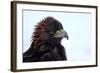 Kirghiz Golden Eagle, Portrait-Jule Leibnitz-Framed Photographic Print