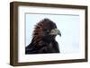 Kirghiz Golden Eagle, Portrait-Jule Leibnitz-Framed Photographic Print