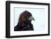 Kirghiz Golden Eagle, Portrait-Jule Leibnitz-Framed Photographic Print