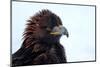 Kirghiz Golden Eagle, Portrait-Jule Leibnitz-Mounted Photographic Print