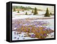 Canvas Black