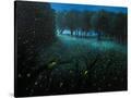 Stretched Canvas