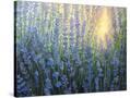 Stretched Canvas