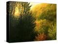 Stretched Canvas
