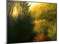 Wood Mount