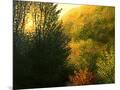 Wood Mount