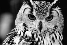 Owl close up Portrait-Kirill_M-Framed Photographic Print