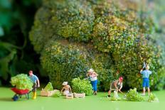 Group of Farmers Harvesting A Giant Cauliflower.-Kirill_M-Photographic Print