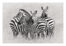 Zebras-Kirill Trubitsyn-Framed Giclee Print