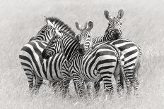 Zebras-Kirill Trubitsyn-Laminated Photographic Print