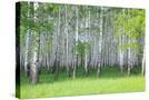 Stretched Canvas