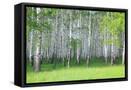 Framed Canvas