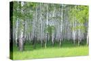 Stretched Canvas