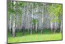Wood Mount