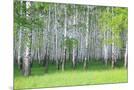 Wood Mount
