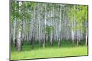 Wood Mount
