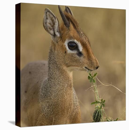 Kirk's Dik-Dik Browsing-Joe McDonald-Stretched Canvas