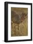 Kirk's Dik-Dik Browsing-Joe McDonald-Framed Photographic Print