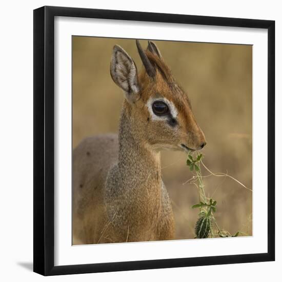 Kirk's Dik-Dik Browsing-Joe McDonald-Framed Photographic Print