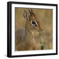 Kirk's Dik-Dik Browsing-Joe McDonald-Framed Photographic Print