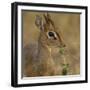 Kirk's Dik-Dik Browsing-Joe McDonald-Framed Photographic Print