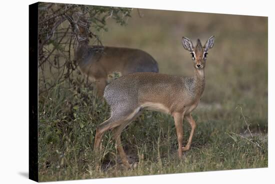 Kirk's Dik Dik (Kirks Dik-Dik) (Madoqua Kirkii)-James Hager-Stretched Canvas