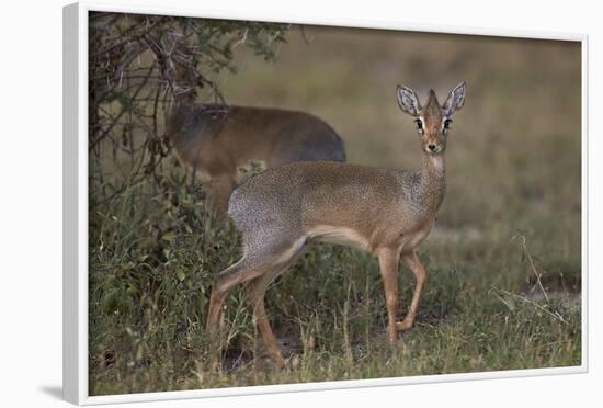 Kirk's Dik Dik (Kirks Dik-Dik) (Madoqua Kirkii)-James Hager-Framed Photographic Print