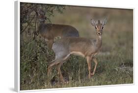 Kirk's Dik Dik (Kirks Dik-Dik) (Madoqua Kirkii)-James Hager-Framed Photographic Print