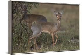 Kirk's Dik Dik (Kirks Dik-Dik) (Madoqua Kirkii)-James Hager-Framed Photographic Print