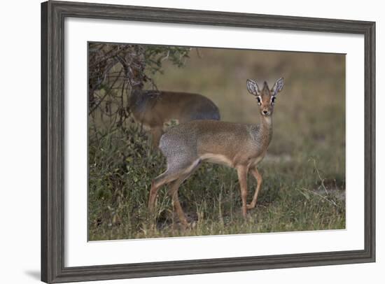 Kirk's Dik Dik (Kirks Dik-Dik) (Madoqua Kirkii)-James Hager-Framed Photographic Print