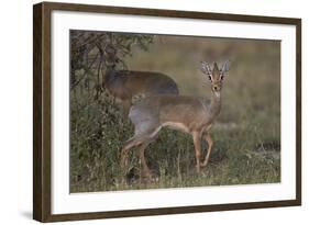 Kirk's Dik Dik (Kirks Dik-Dik) (Madoqua Kirkii)-James Hager-Framed Photographic Print