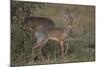 Kirk's Dik Dik (Kirks Dik-Dik) (Madoqua Kirkii)-James Hager-Mounted Photographic Print