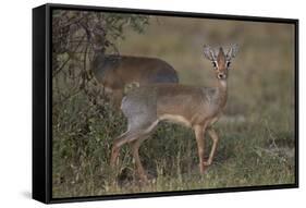 Kirk's Dik Dik (Kirks Dik-Dik) (Madoqua Kirkii)-James Hager-Framed Stretched Canvas