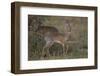 Kirk's Dik Dik (Kirks Dik-Dik) (Madoqua Kirkii)-James Hager-Framed Photographic Print