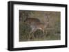 Kirk's Dik Dik (Kirks Dik-Dik) (Madoqua Kirkii)-James Hager-Framed Photographic Print