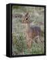 Kirk's Dik-Dik (Madoqua Kirkii), Masai Mara National Reserve, Kenya, East Africa, Africa-James Hager-Framed Stretched Canvas