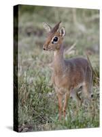 Kirk's Dik-Dik (Madoqua Kirkii), Masai Mara National Reserve, Kenya, East Africa, Africa-James Hager-Stretched Canvas