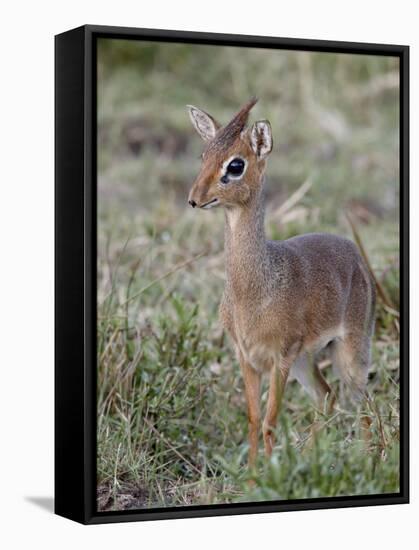 Kirk's Dik-Dik (Madoqua Kirkii), Masai Mara National Reserve, Kenya, East Africa, Africa-James Hager-Framed Stretched Canvas