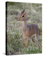 Kirk's Dik-Dik (Madoqua Kirkii), Masai Mara National Reserve, Kenya, East Africa, Africa-James Hager-Stretched Canvas