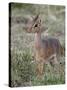 Kirk's Dik-Dik (Madoqua Kirkii), Masai Mara National Reserve, Kenya, East Africa, Africa-James Hager-Stretched Canvas