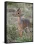 Kirk's Dik-Dik (Madoqua Kirkii), Masai Mara National Reserve, Kenya, East Africa, Africa-James Hager-Framed Stretched Canvas