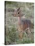 Kirk's Dik-Dik (Madoqua Kirkii), Masai Mara National Reserve, Kenya, East Africa, Africa-James Hager-Stretched Canvas