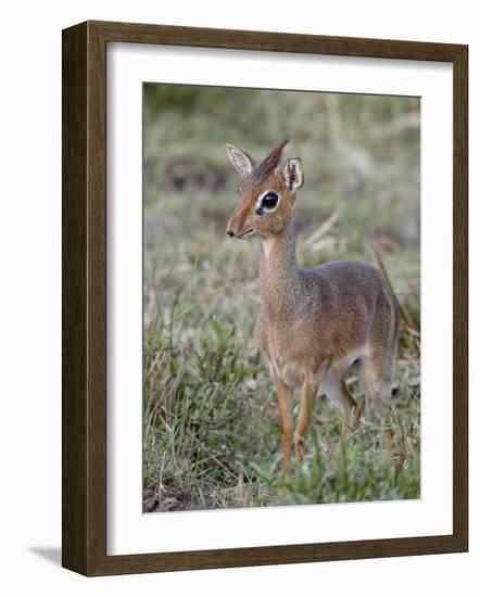 Kirk's Dik-Dik (Madoqua Kirkii), Masai Mara National Reserve, Kenya, East Africa, Africa-James Hager-Framed Photographic Print