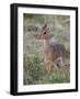 Kirk's Dik-Dik (Madoqua Kirkii), Masai Mara National Reserve, Kenya, East Africa, Africa-James Hager-Framed Photographic Print