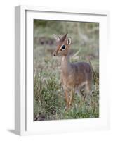 Kirk's Dik-Dik (Madoqua Kirkii), Masai Mara National Reserve, Kenya, East Africa, Africa-James Hager-Framed Photographic Print