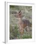 Kirk's Dik-Dik (Madoqua Kirkii), Masai Mara National Reserve, Kenya, East Africa, Africa-James Hager-Framed Photographic Print